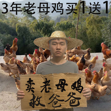 顺丰现杀2只3年老母鸡土鸡农家散养新鲜孕妇月子鸡走地鸡草鸡柴鸡