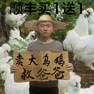 顺丰发2只乌鸡新鲜现杀正宗土鸡农家散养白羽乌骨鸡月子鸡老母鸡