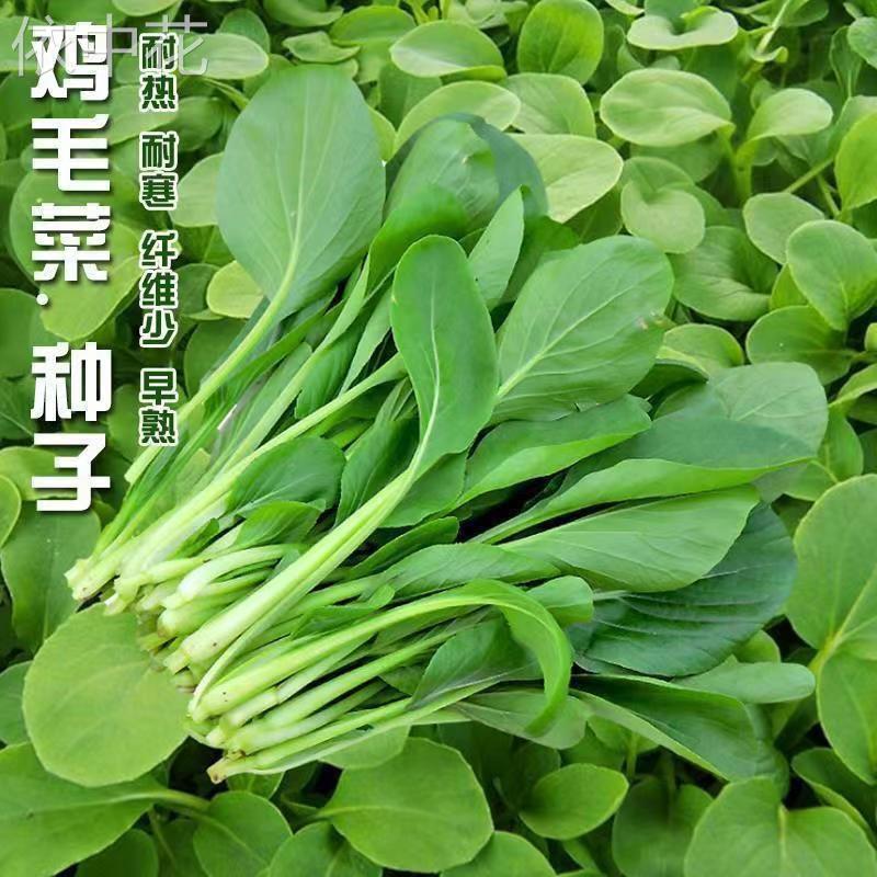 鸡毛菜种子种籽四季小白菜青菜油菜上海青蔬菜菜籽菜种孑大全籽种