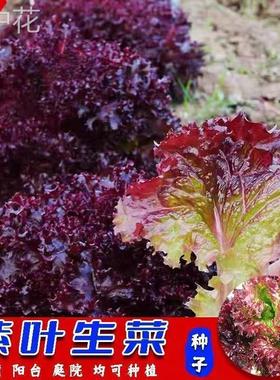 紫色生菜红叶紫叶生菜不招虫耐热四季奶油紫色蔬菜青菜沙拉菜包邮