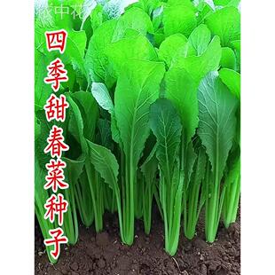 四季春菜潮汕揭阳大叶甜春菜种子30天采收春芥菜种籽菜籽蔬菜种子