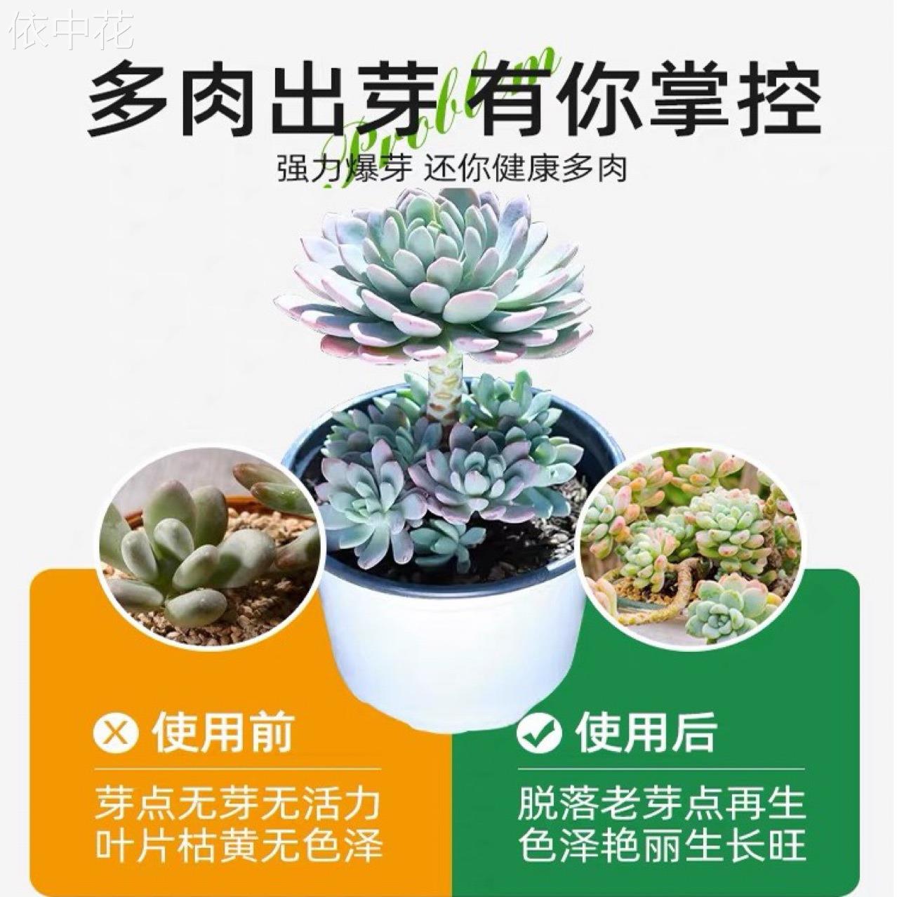 优芽素多肉专用爆芽素促生长营养液促侧芽花卉绿植通用发芽矮胖素