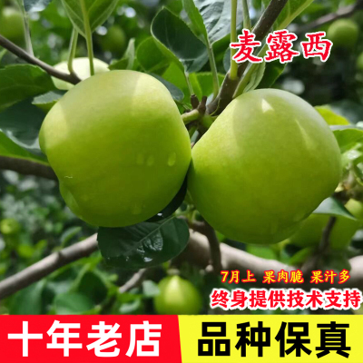 极早熟新品种日本苹果苗麦露西苹果树苗7月成熟脆甜南方北方种植