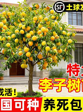 蜂糖正宗李子树苗新品种黄金奈恐龙蛋三华李果树特大号南北方种植