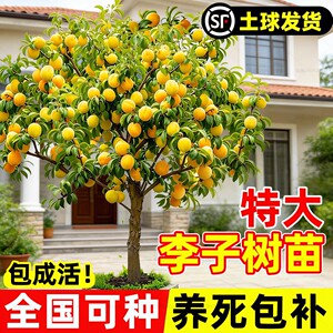 蜂糖正宗李子树苗新品种黄金奈恐龙蛋三华李果树特大号南北方种植