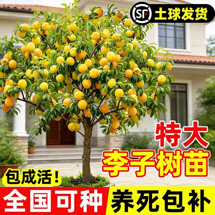 蜂糖正宗李子树苗新品种黄金奈恐龙蛋三华李果树特大号南北方种植