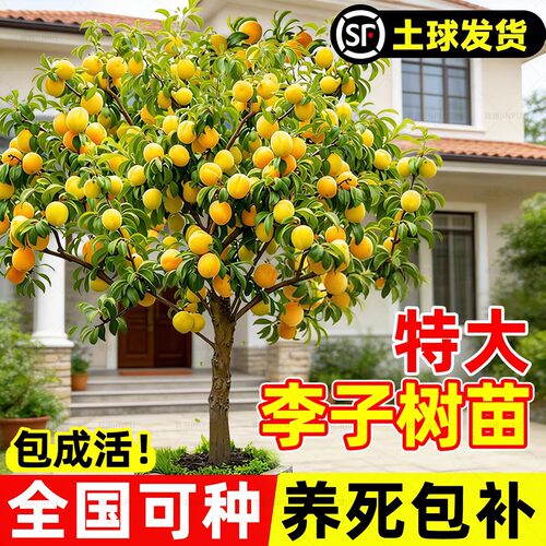 蜂糖正宗李子树苗新品种黄金奈恐龙蛋三华李果树特大号南北方种植