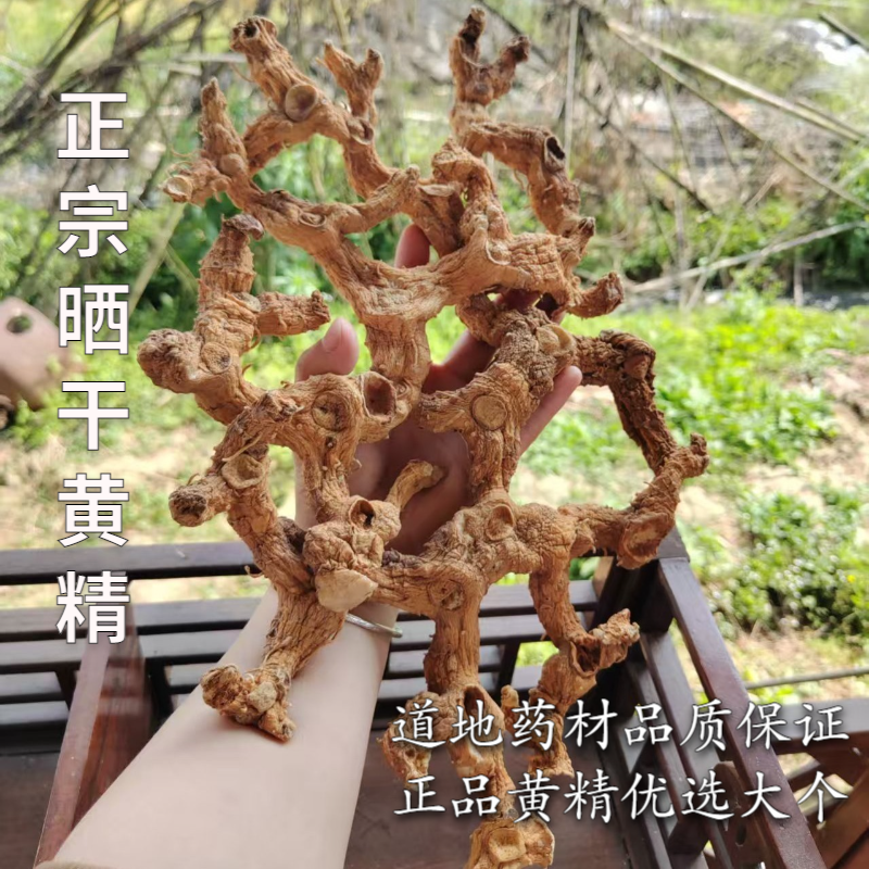 正宗新鮮深山老黃精老虎姜型