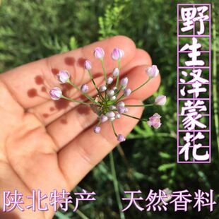 陕北特产泽蒙花炸蒙花摘麻花野韭菜花麻麻花山葱花天香花散装