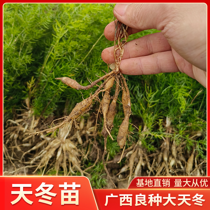 良种大天冬种苗种植产量高