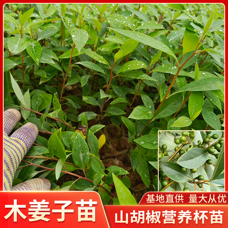 高产大叶木姜子树苗山胡椒