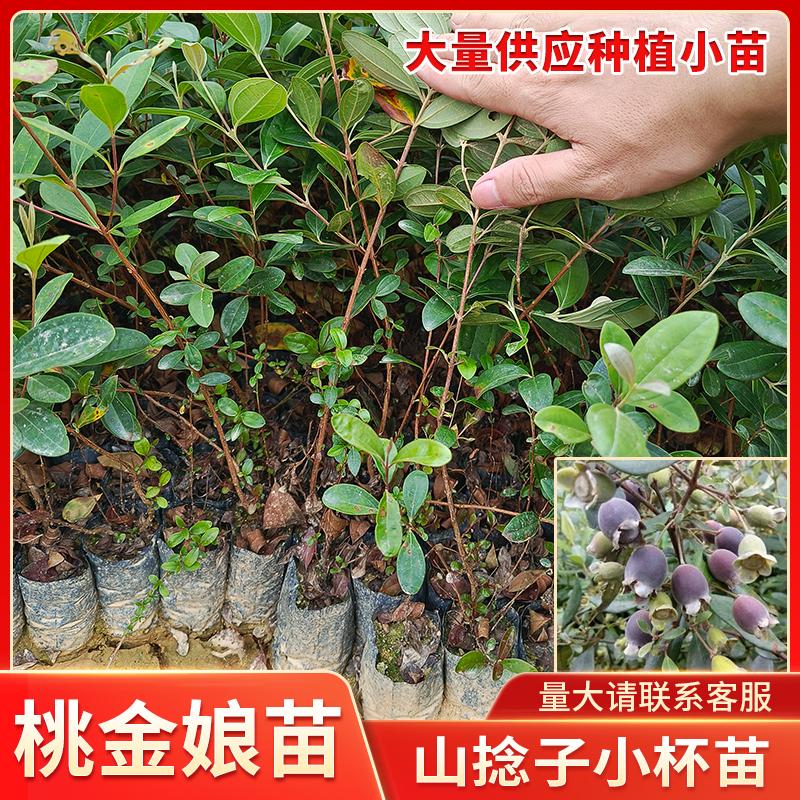 桃金娘苗山捻子树种植