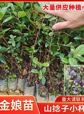 桃金娘树苗山捻子木观赏庭院盆栽四季南方野生种植结果常绿带土球