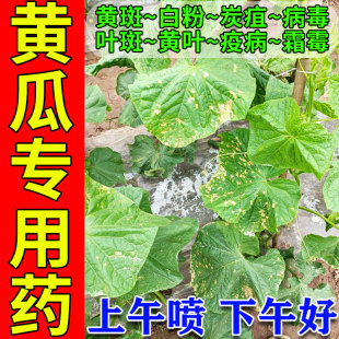 黄瓜专用药病菌清防叶子黄斑白粉褐斑霜灰霉病毒病全治特效杀菌剂