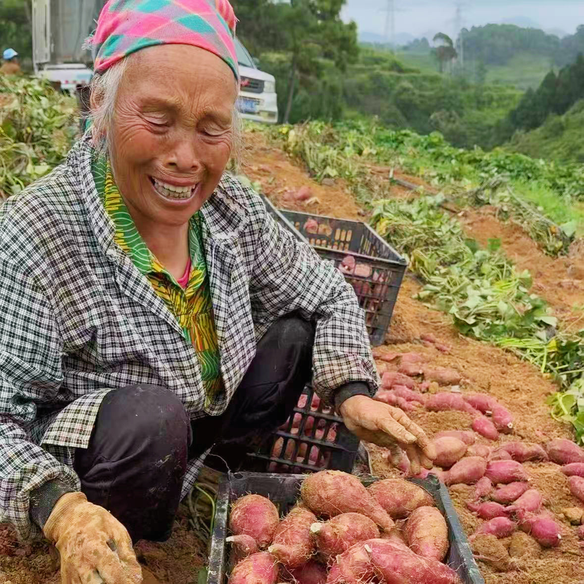 真榴莲蜜薯沙地蜜薯云南新鲜番薯香甜软糯现挖现发农家自种