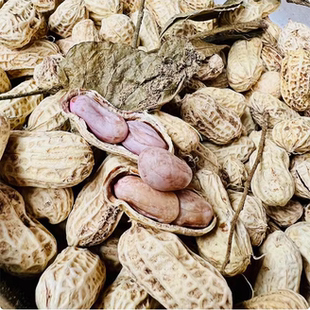 黄皮叶咸干日晒花生广东特产水煮带壳咸干白玉花生休闲坚果小零食