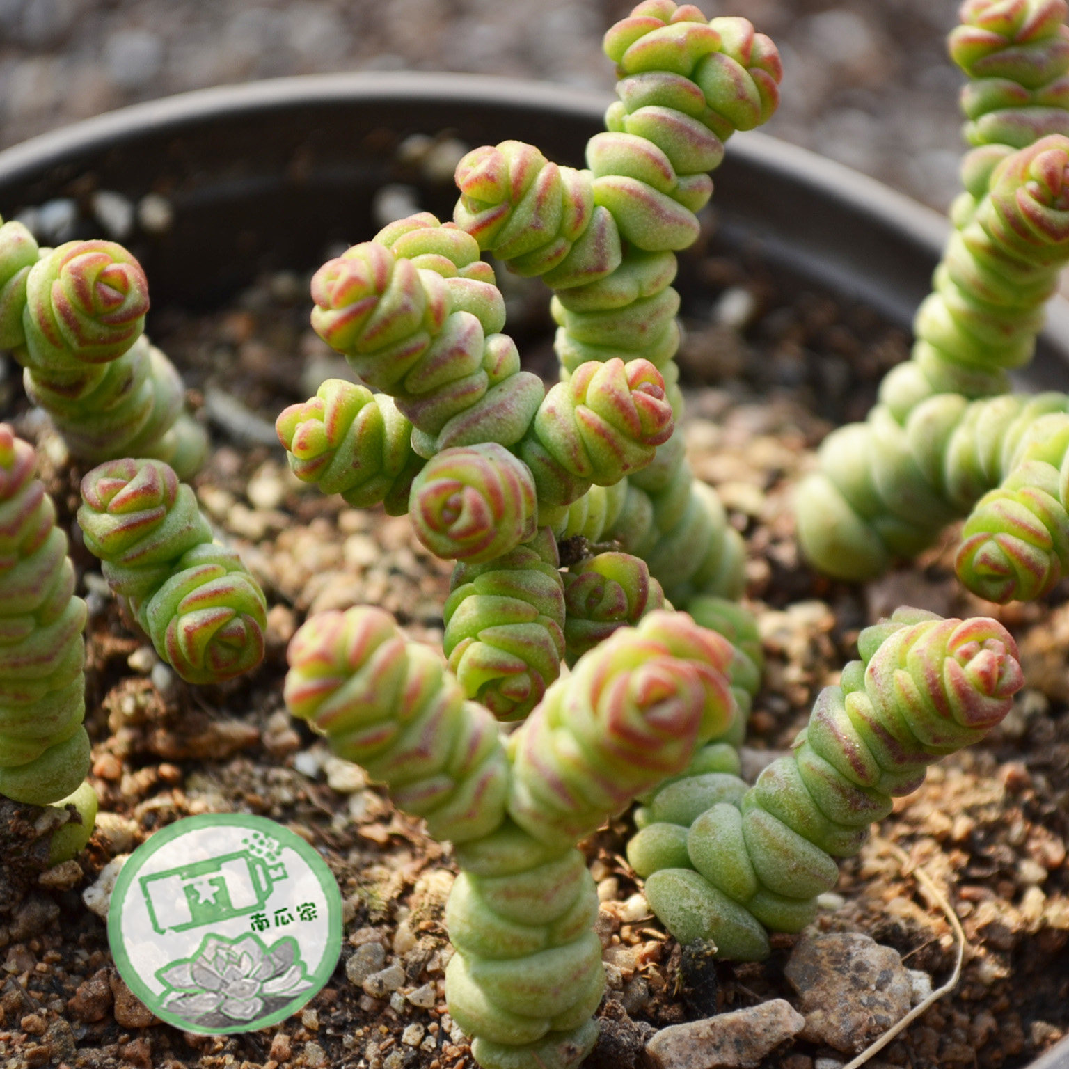 迷你钱串多肉植物群生|非普通钱串多肉|大粗腿和小细腿的多肉花园