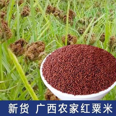 广西矮脚粟米粉岑溪粟子粉红稗面农家产品鸭脚粟龙爪粟糁子粉杂粮
