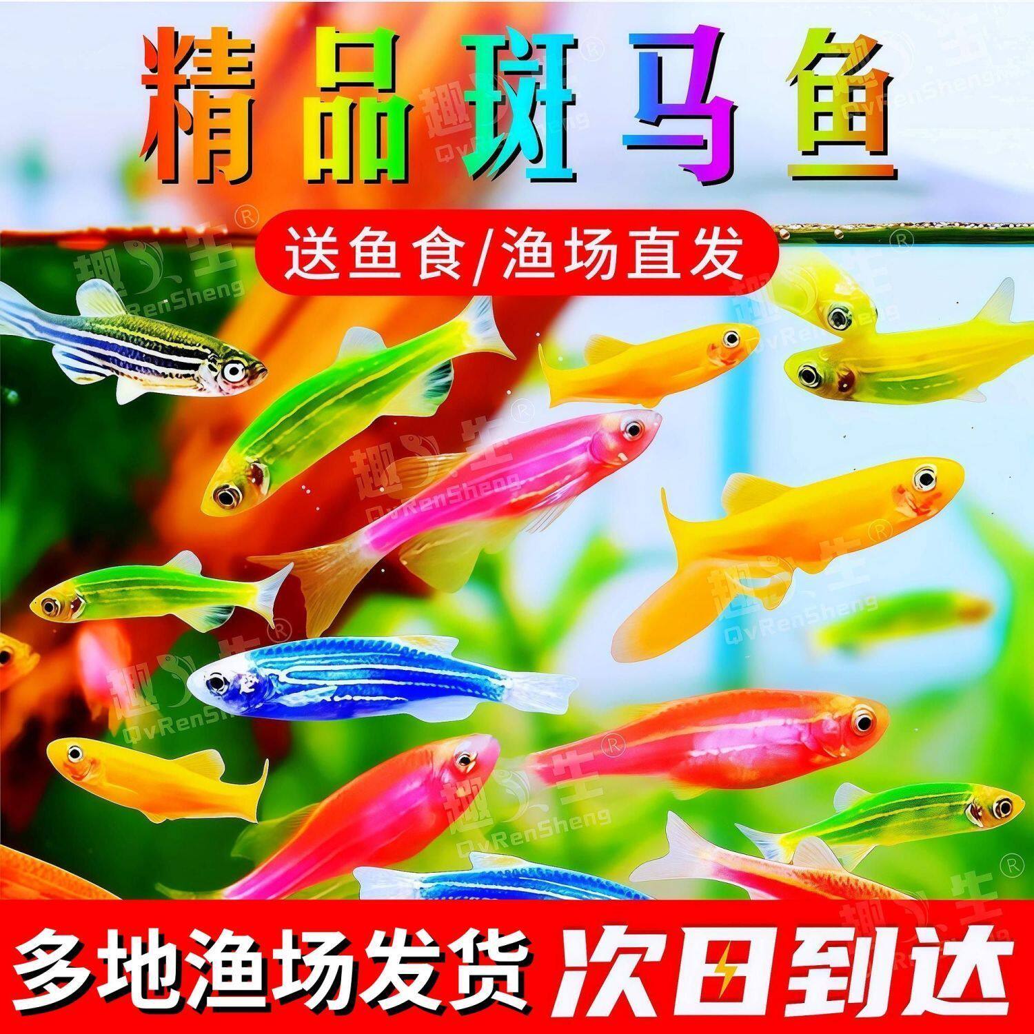 七彩斑马鱼好养热带鱼耐活糖果观赏鱼淡水小型新手观赏小鱼冬天养
