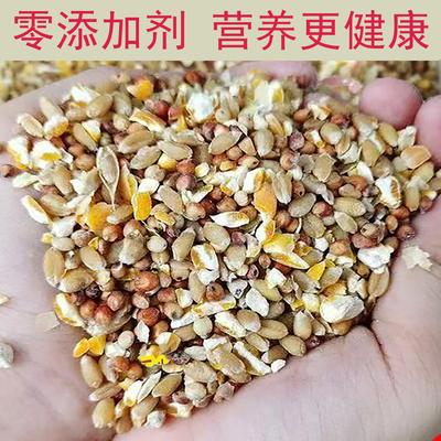 高梁麦子玉米碎混合喂鸡