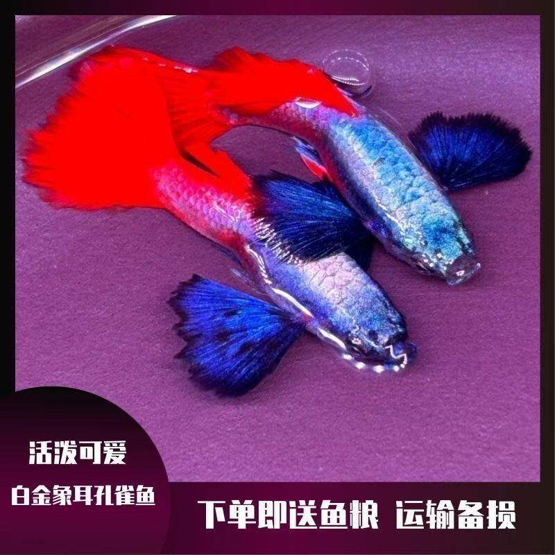 高端进口精品纯种白金象耳孔雀鱼