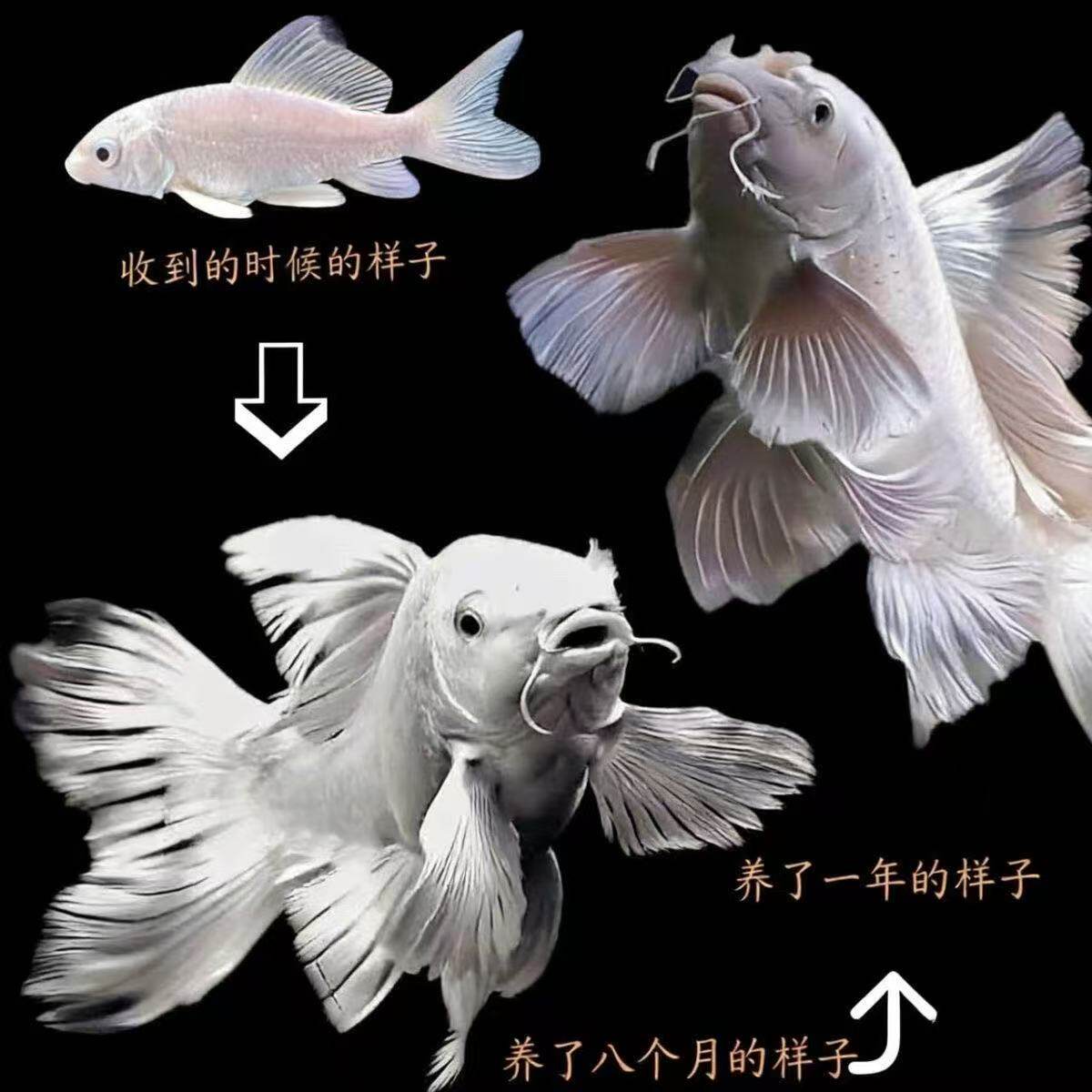 精选纯种台湾蝴蝶鲤贵妃球体普身大尾淡水观赏鱼锦鲤亚成体15cm