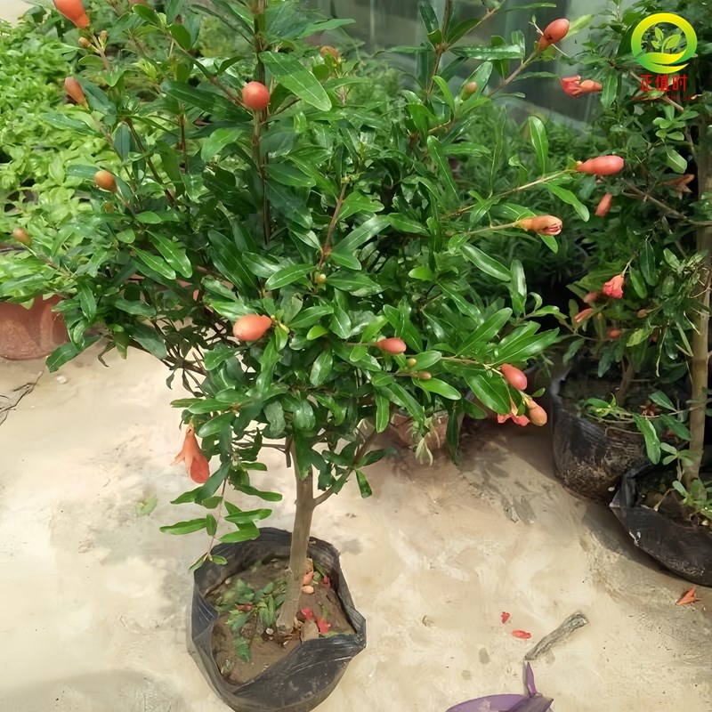 石榴盆栽突尼斯软籽树苗矮化盆景老桩庭院地栽新鲜石榴矮桩好养活
