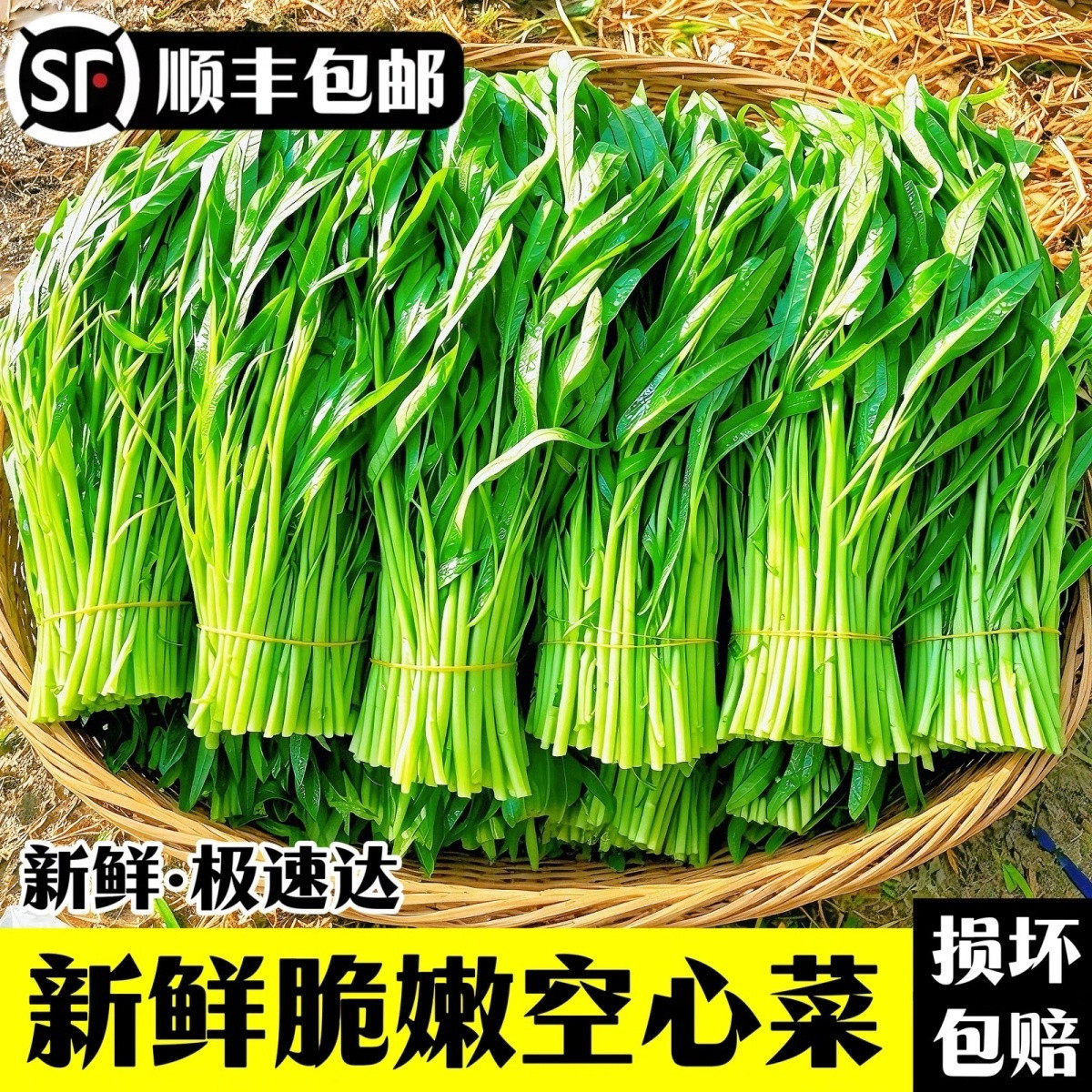新鲜空心菜顺丰冷链包邮