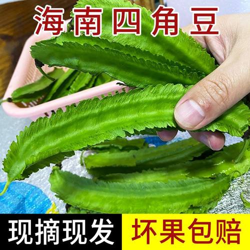 现摘四棱豆不嫩包赔当天发非预售