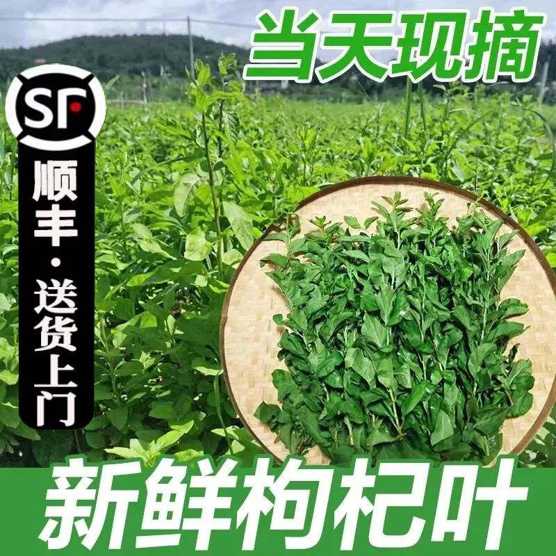 新鲜现采枸杞叶顺丰包邮坏叶包赔