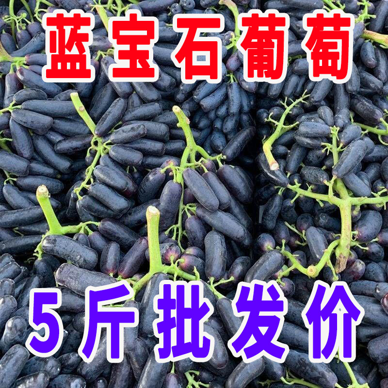 现摘美人指无籽葡萄冷链直发