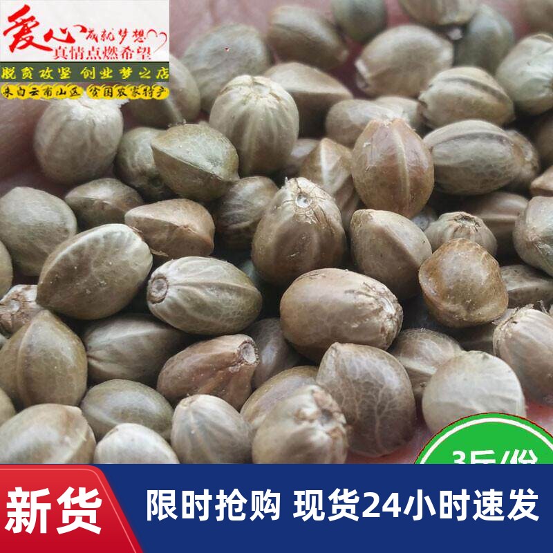 新货麻子大粒生新鲜火麻子麻籽人食用原味非五香云南特产零食包邮