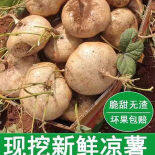 贵州地萝卜凉薯脆甜沙葛土瓜新鲜蔬菜现挖农家自产白地瓜去皮即食