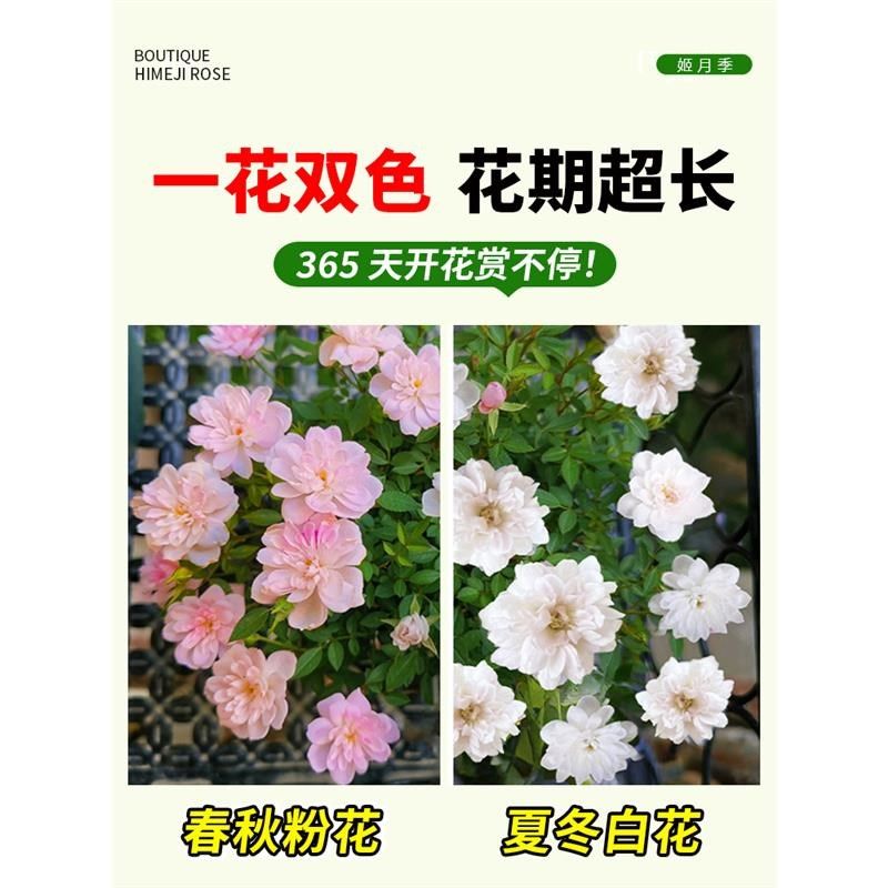 快速发货日e本姬乙女月季带花苞超微月季盆栽迷你蔷薇四季开花桌,鲜花速递/花卉仿真/绿植园艺,月季/蔷薇/玫瑰,淘宝优惠券,粉丝福利购,淘宝优惠卷