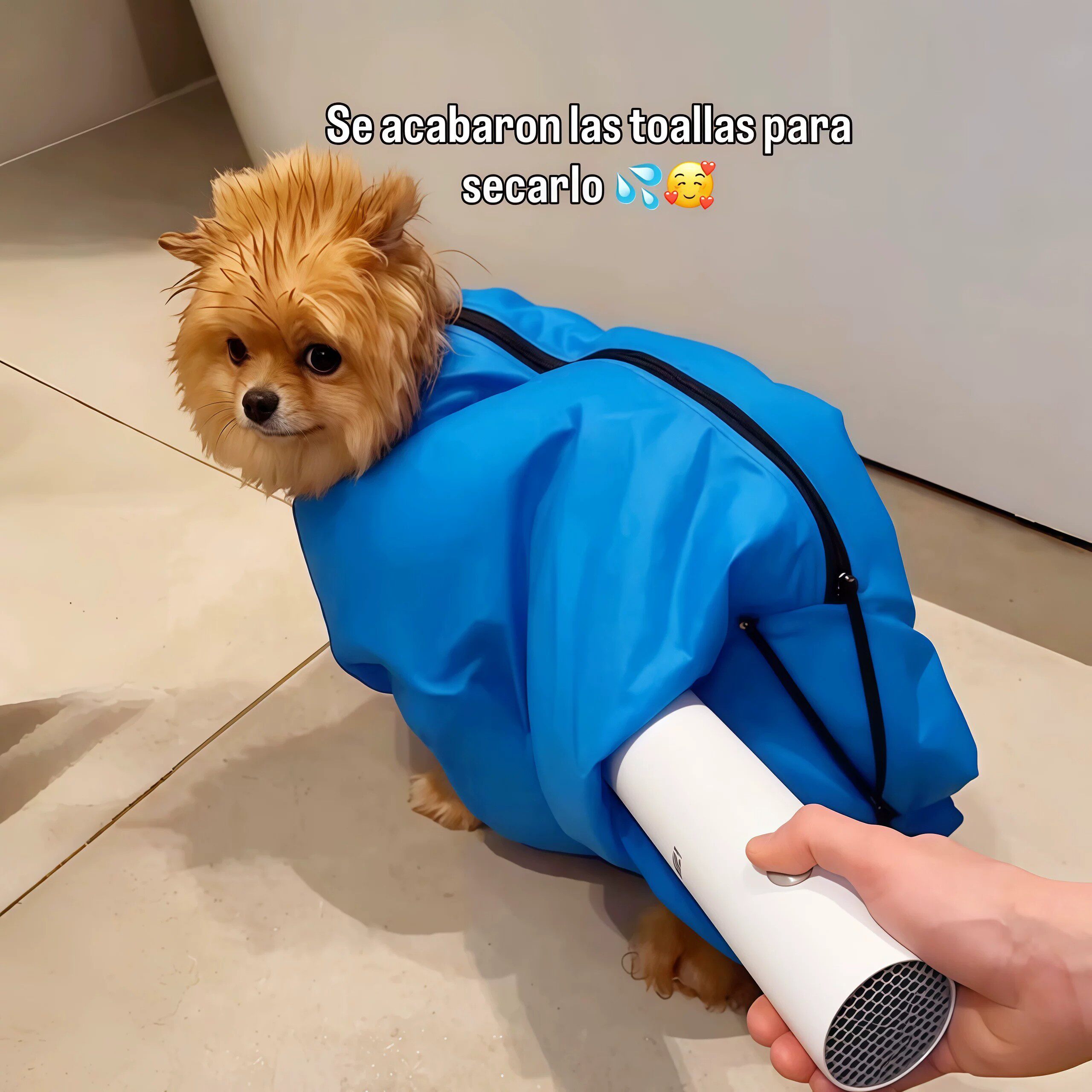 宠物烘干袋猫咪狗狗毛发烘干箱吹毛速干吹水机防毛发乱飞烘干神器