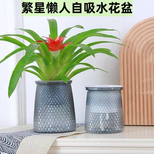 北欧塑料水培透明盆绿植