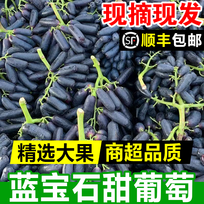 现摘正宗蓝宝石金手指无籽黑提水果黑美人指孕妇水果拇指葡萄顺丰