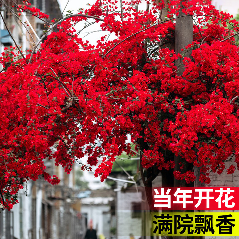 巴西三角梅老桩特大苗盆栽重瓣四季花卉庭院室外爬藤植物带花发货