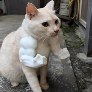 猫咪肌肉手臂胳膊挂件猫咪挂脖肌肉拳头恶搞宠物洛克猫咪肌肉玩具