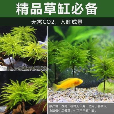 万年藓水草小型客厅生态鱼缸造景小植物水培净化水质耐低温微景观