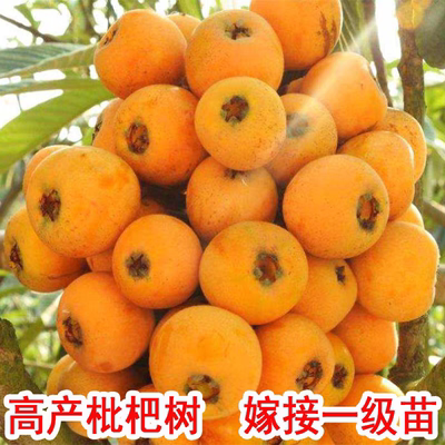 白玉枇杷树白沙大五星枇杷苗