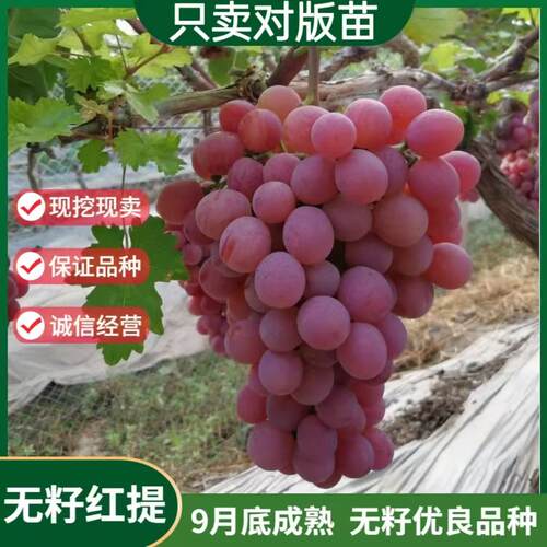 新品种耐寒无籽红提葡萄树苗