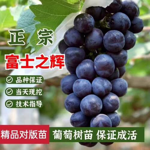 富士之辉新品种嫁接葡萄树苗庭院
