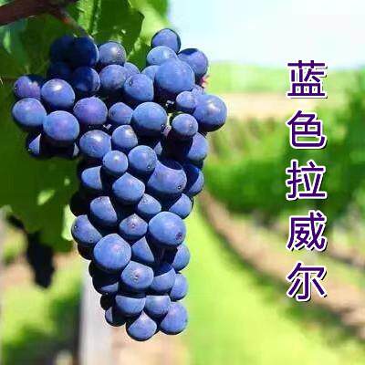 蓝色拉威尔无核葡萄树苗当年结果