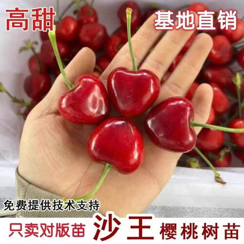 嫁接沙王樱桃树苗矮化车厘子大樱桃苗南方北方庭院当年结果树苗