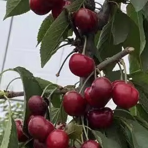 皇家米妮罗亚明甜樱桃苗南方早熟车厘子树苗盆栽地栽当年结果