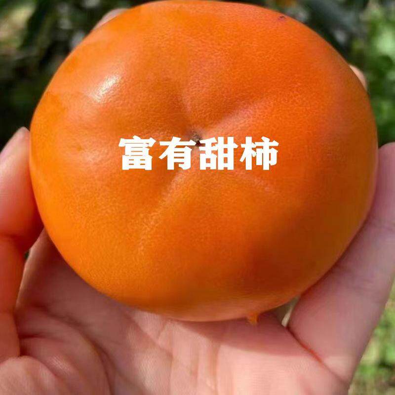 日本甜柿树苗脆柿苗嫁接富有柿子树苗脱涩柿苗南北方庭院当年结果