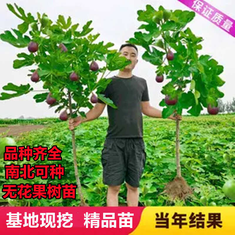 波姬红爵士丰产黄亚当青皮图片