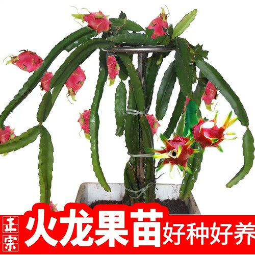 四季红心火龙果树果苗盆栽大果红肉火龙果树苗白心燕窝火龙果苗木