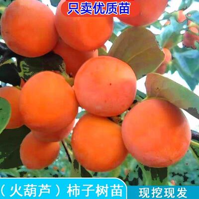 陕西火葫芦柿子树苗袖珍迷你一口吸小柿子苗南方北方红灯笼柿树